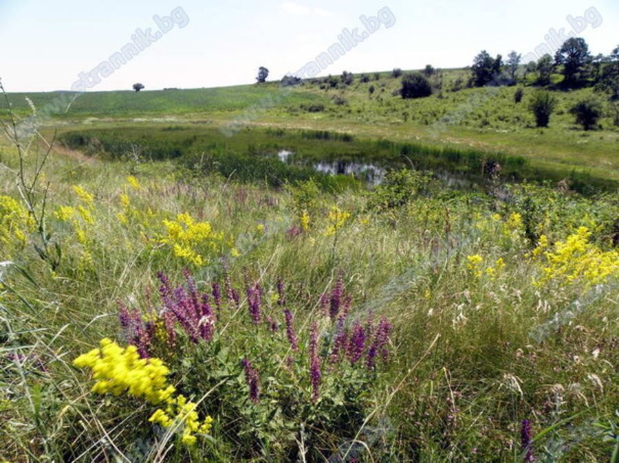 Езеро Доцовата бара - Деветаки