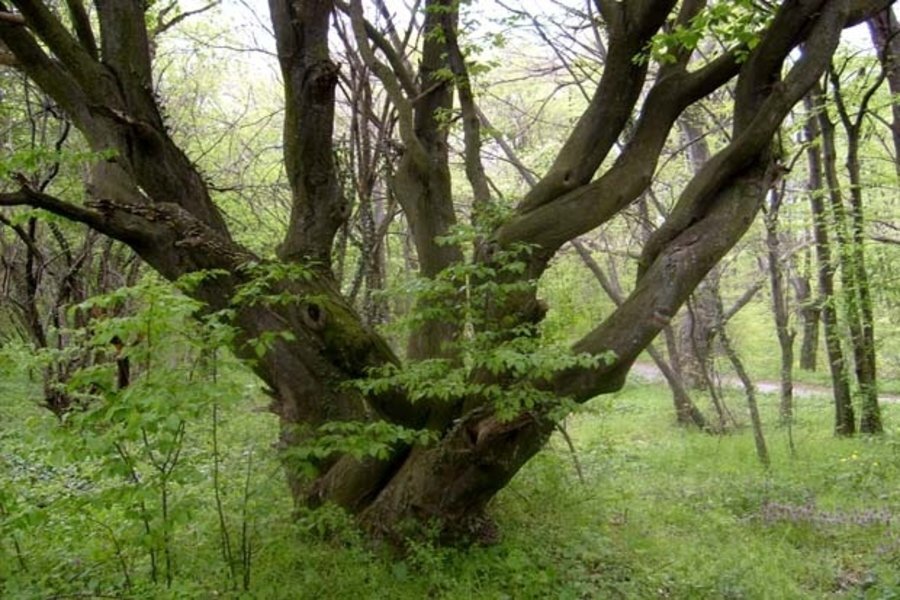 Вековна гора "Генджов орман" – с.Искър