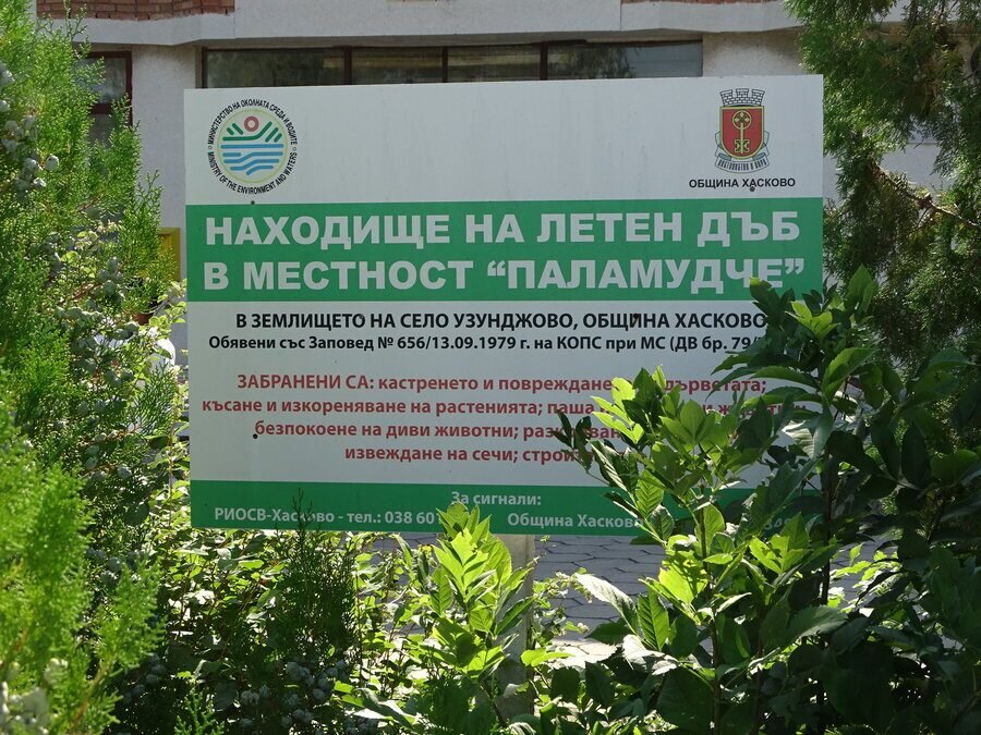 Находище на летен дъб в местност Паламуд - с. Узунджово