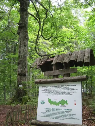 Природна забележителност "Големия бук"