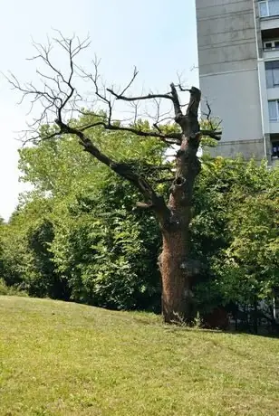 "Дядо-Славейковото място" и дъбът на Пенчо Славейков - София