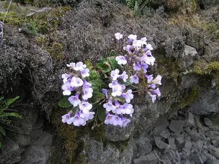 Находище на родопски силивряк - Ардино