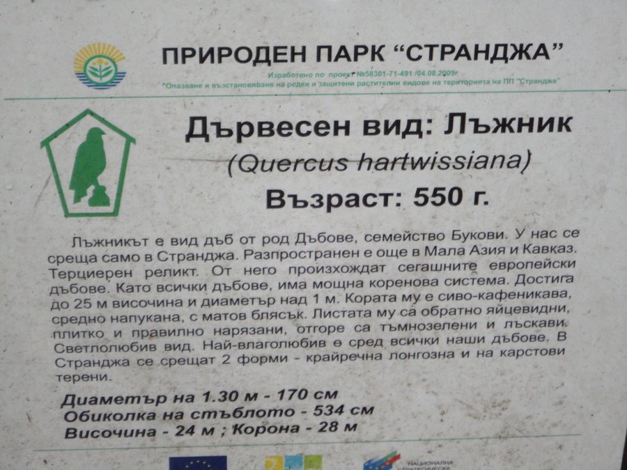 Вековен дъб Лъжник