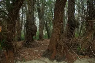 Резерват "Старият Дъб" на Остров Вардим